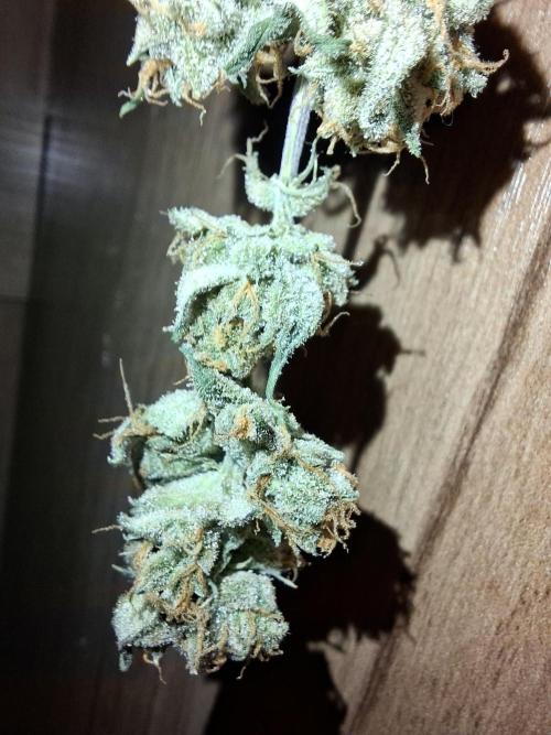 Think Fast - Dutch Passion - first try. Week 12