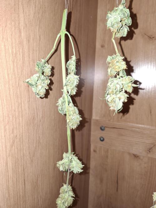 Think Fast - Dutch Passion - first try. Week 12