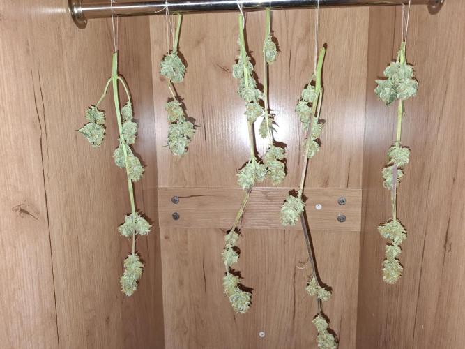 Think Fast - Dutch Passion - first try. Week 12