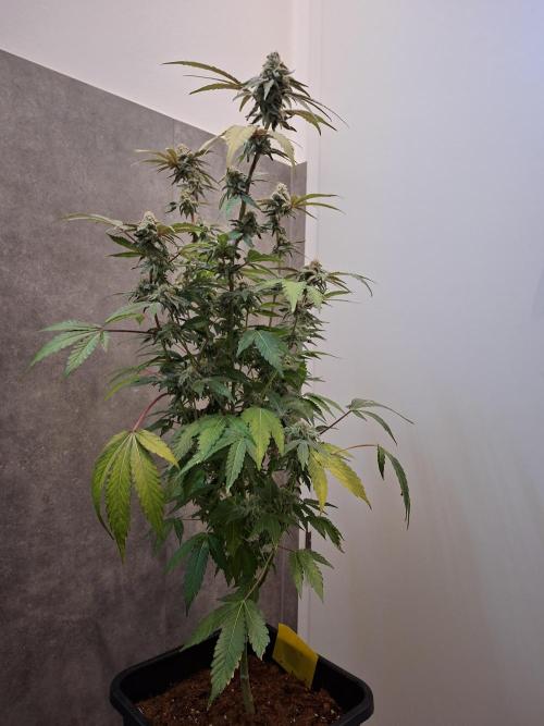 Bruce Banner (Dark Horse). Week 12