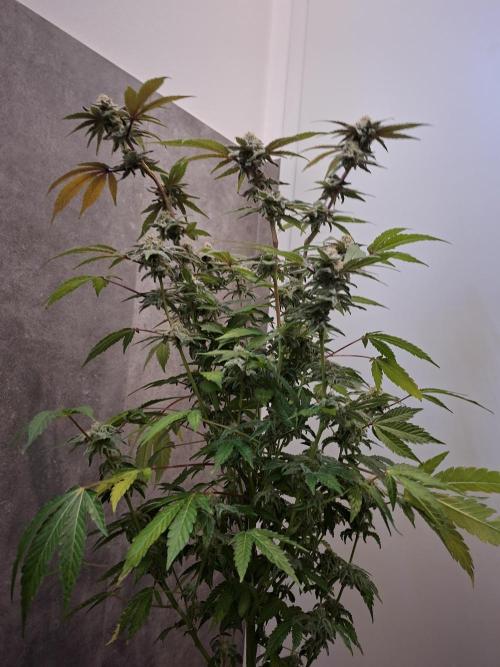 Bruce Banner (Dark Horse). Week 12