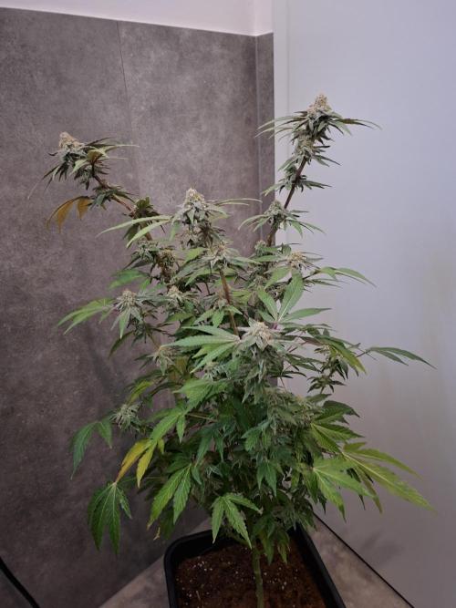 Bruce Banner (Dark Horse). Week 12