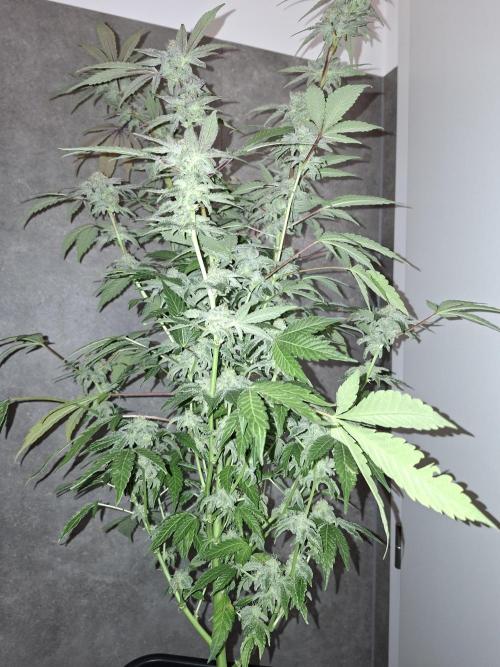 Bruce Banner (Dark Horse). Week 12