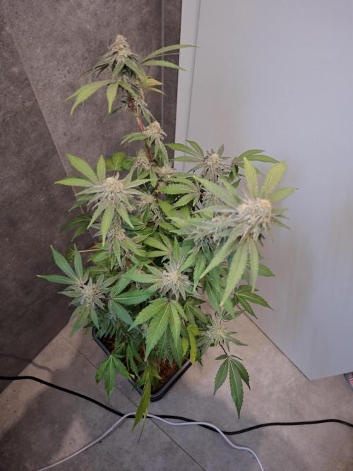 Bruce Banner (Dark Horse). Week 12