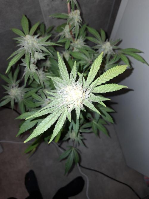 Bruce Banner (Dark Horse). Week 12