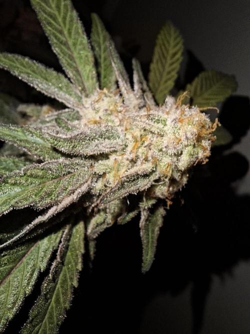 Bruce Banner (Dark Horse). Week 12