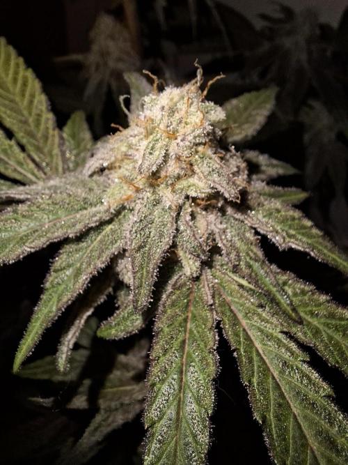 Bruce Banner (Dark Horse). Week 12