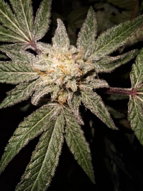 Bruce Banner (Dark Horse). Week 12