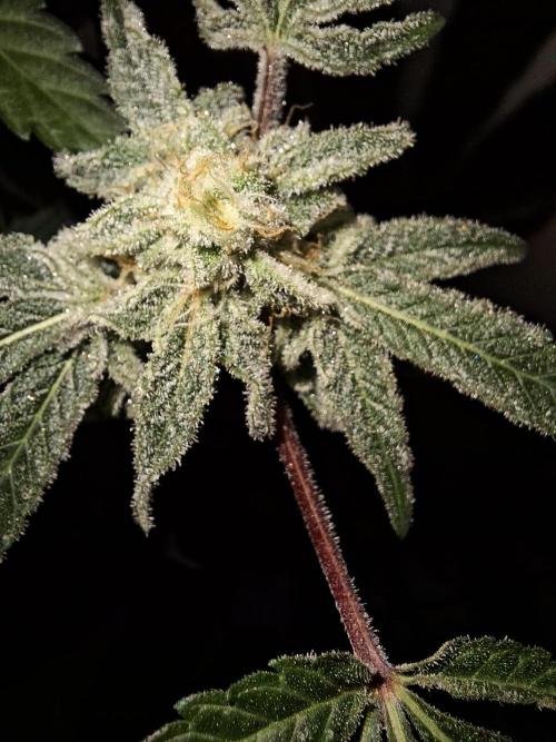 Bruce Banner (Dark Horse). Week 12