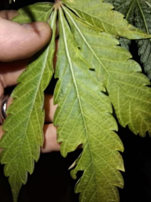 Bruce Banner (Dark Horse). Week 12