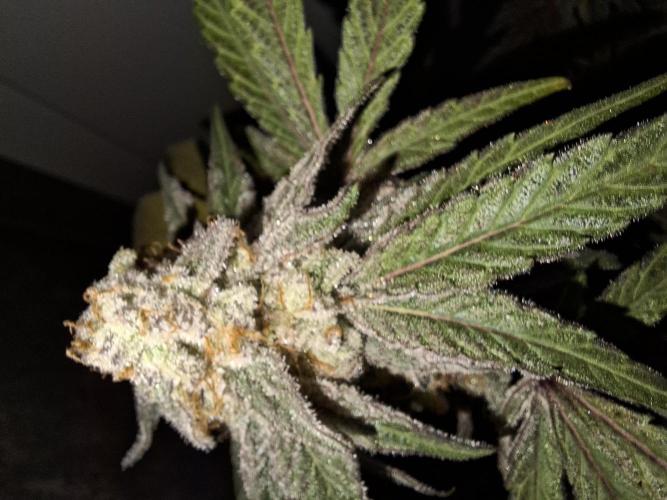 Bruce Banner (Dark Horse). Week 12