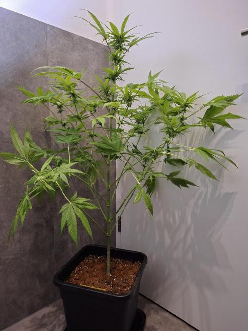 Dutch Passion Master Kush. Week 9