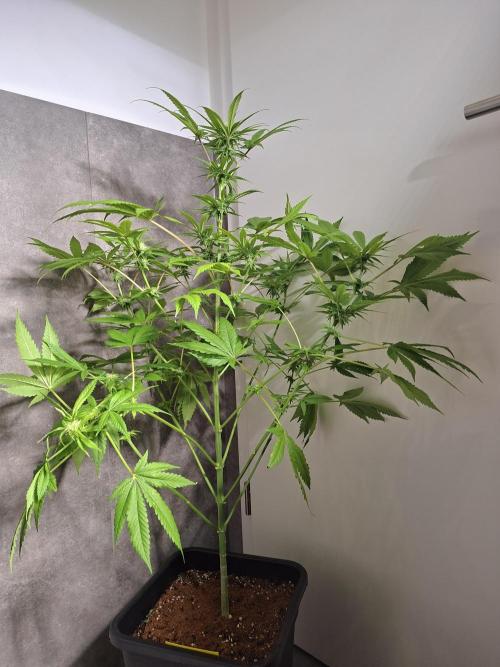 Dutch Passion Master Kush. Week 9