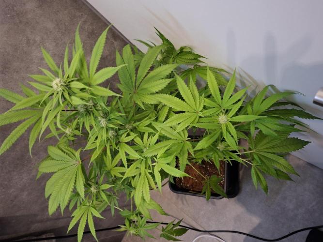 Dutch Passion Master Kush. Week 9