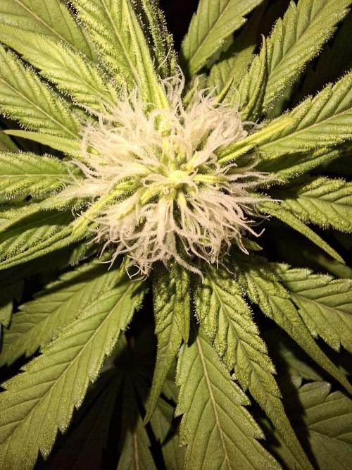 Dutch Passion Master Kush. Week 9