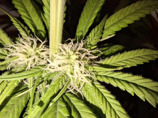 Dutch Passion Master Kush. Week 9