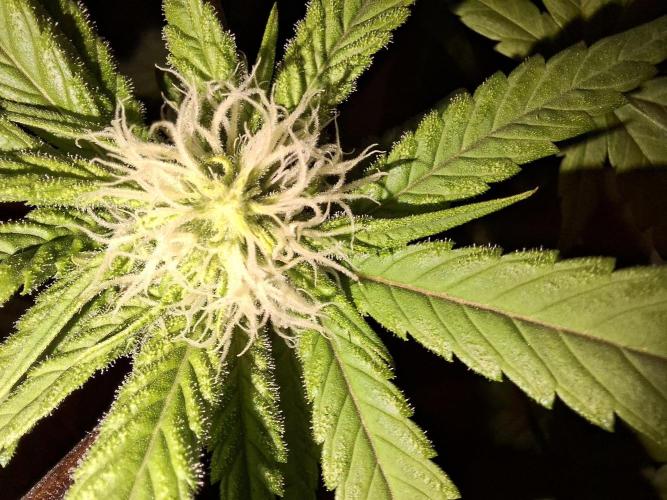 Dutch Passion Master Kush. Week 9