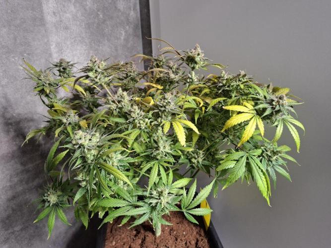 Think Fast - Dutch Passion - first try. Week 13