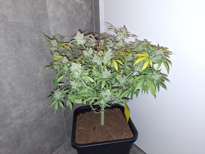 Think Fast - Dutch Passion - first try. Week 13