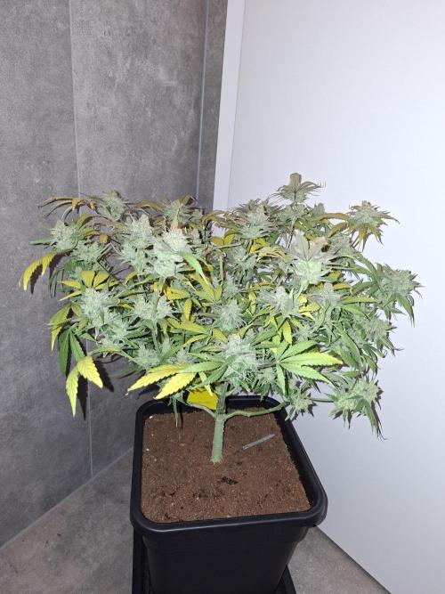 Think Fast - Dutch Passion - first try. Week 13