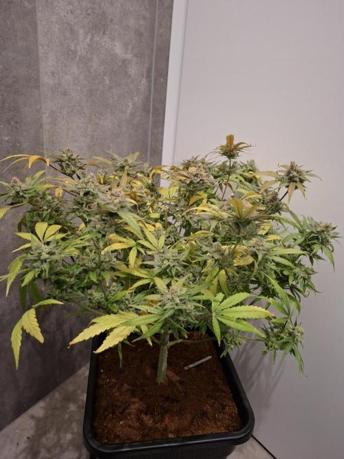 Think Fast - Dutch Passion - first try. Week 13