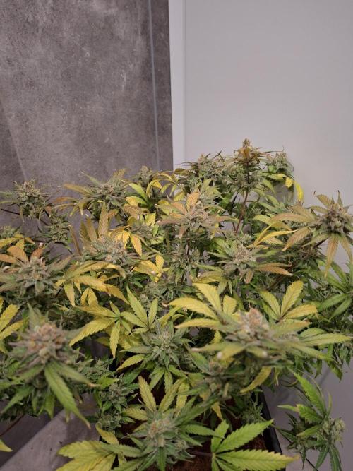 Think Fast - Dutch Passion - first try. Week 13