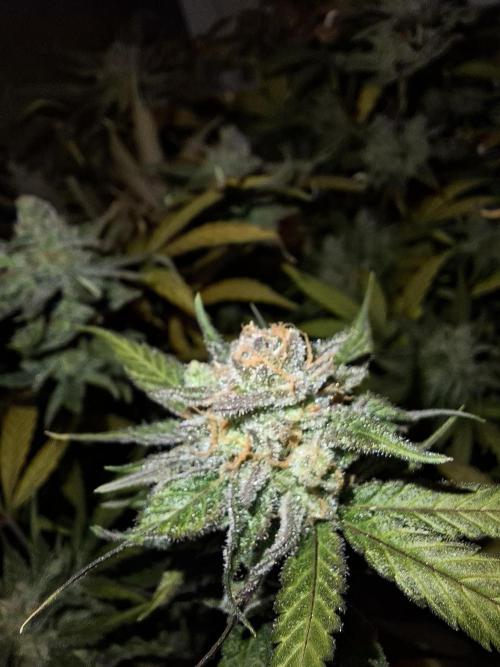 Think Fast - Dutch Passion - first try. Week 13