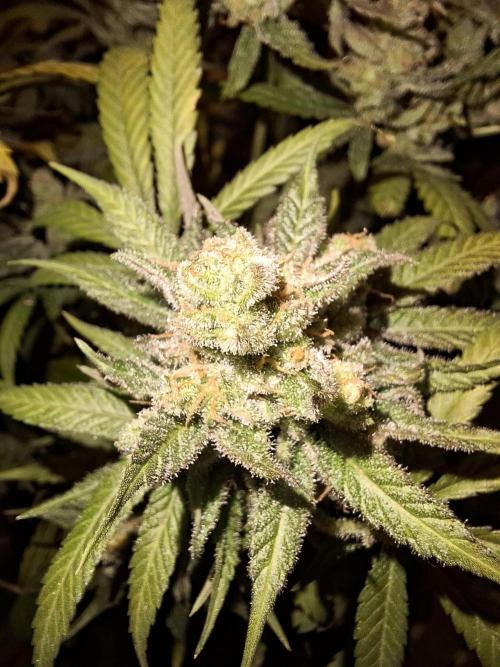 Think Fast - Dutch Passion - first try. Week 13