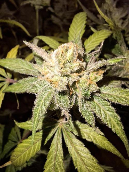 Think Fast - Dutch Passion - first try. Week 13