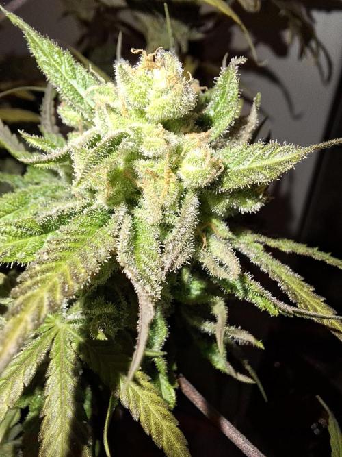 Think Fast - Dutch Passion - first try. Week 13