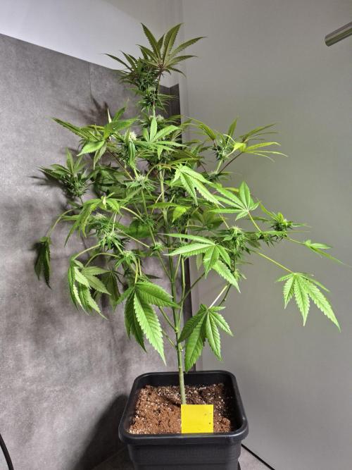 Dutch Passion Master Kush. Week 10