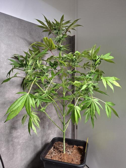 Dutch Passion Master Kush. Week 10