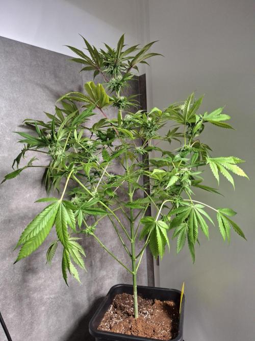 Dutch Passion Master Kush. Week 10