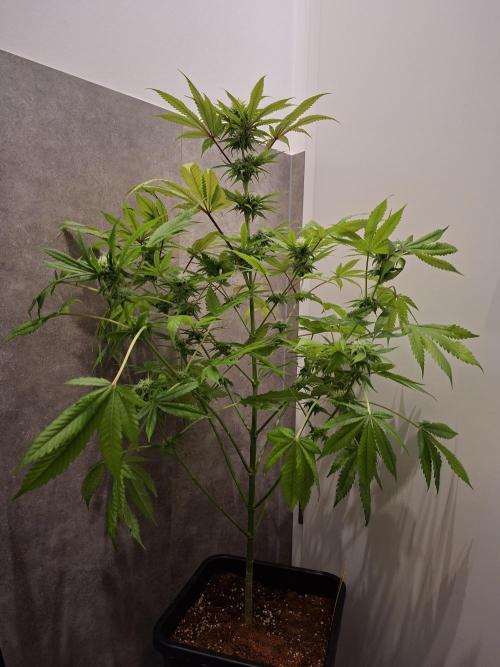 Dutch Passion Master Kush. Week 10