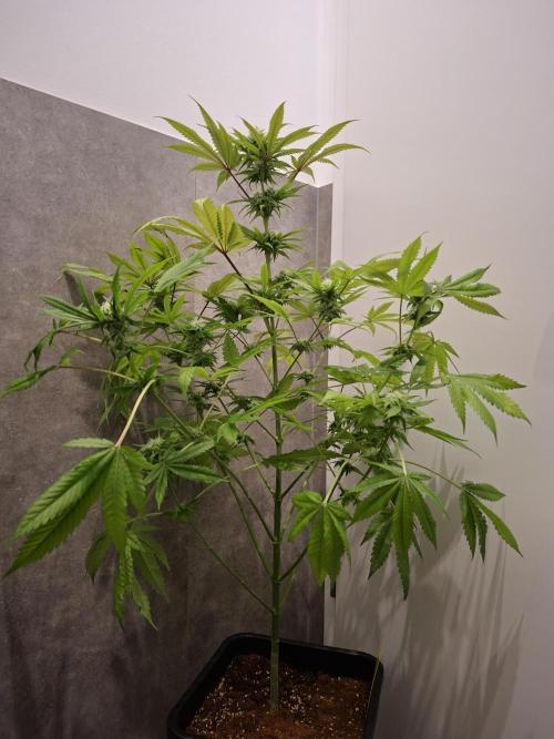 Dutch Passion Master Kush. Week 10