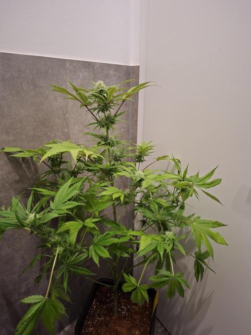 Dutch Passion Master Kush. Week 10