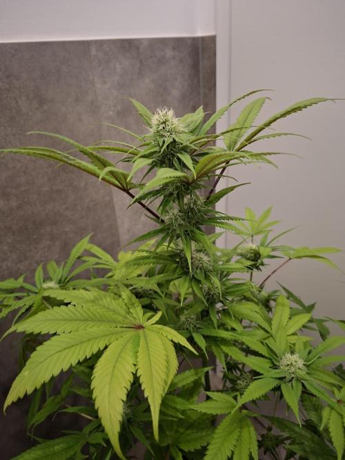 Dutch Passion Master Kush. Week 10