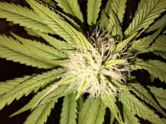 Dutch Passion Master Kush. Week 10