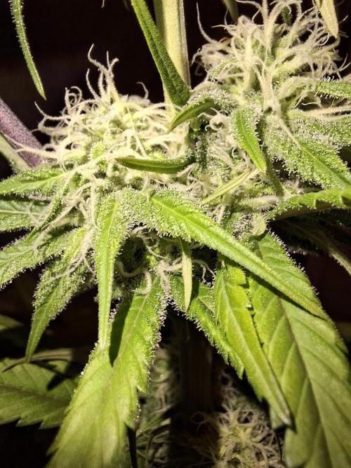 Dutch Passion Master Kush. Week 10