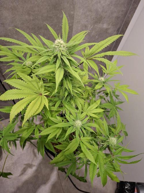 Dutch Passion Master Kush. Week 10