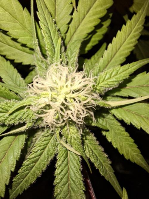 Dutch Passion Master Kush. Week 10