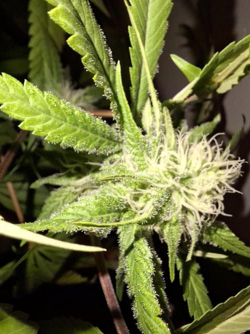 Dutch Passion Master Kush. Week 10