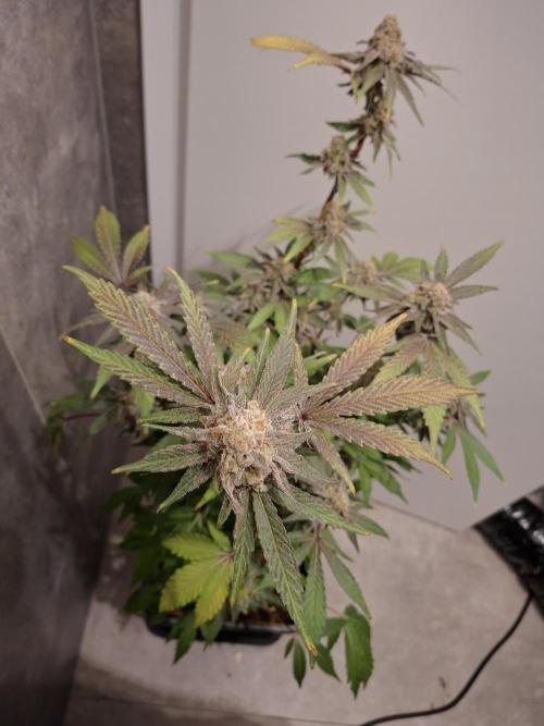 Bruce Banner (Dark Horse). Week 13