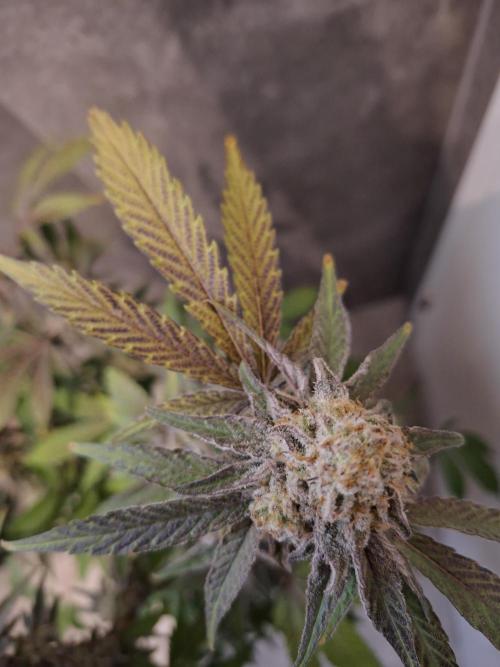 Bruce Banner (Dark Horse). Week 13