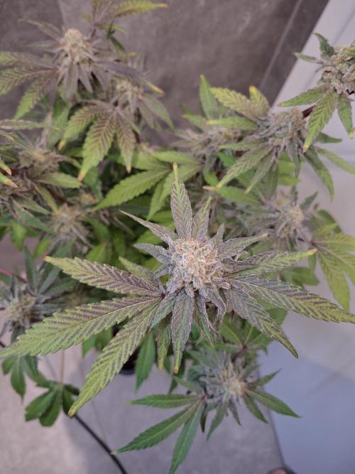 Bruce Banner (Dark Horse). Week 13