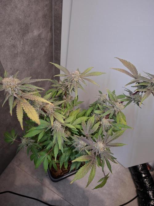 Bruce Banner (Dark Horse). Week 13