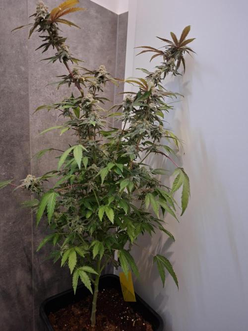 Bruce Banner (Dark Horse). Week 13