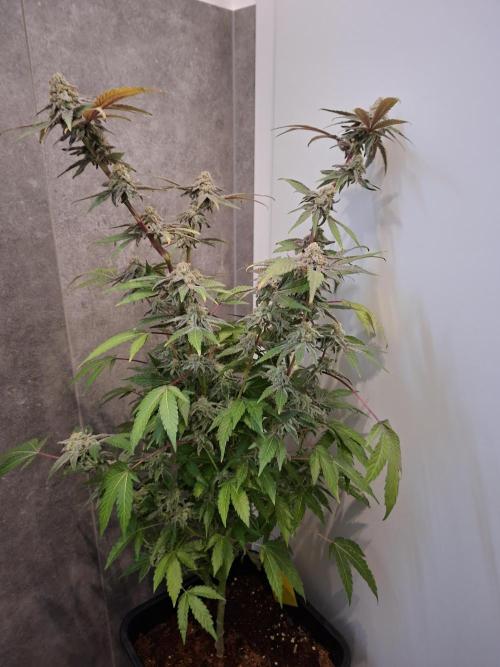 Bruce Banner (Dark Horse). Week 13