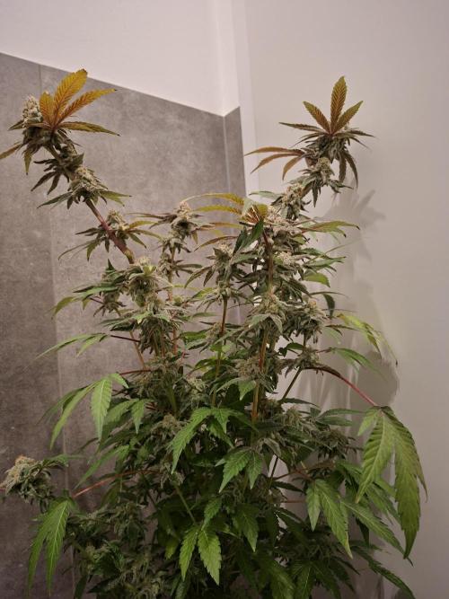 Bruce Banner (Dark Horse). Week 13