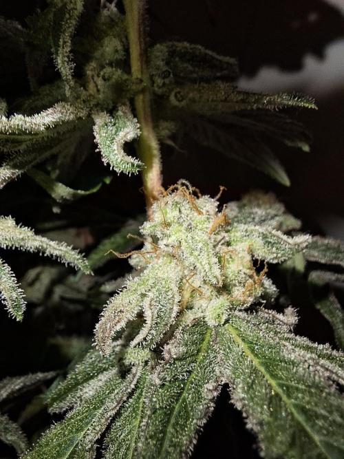 Bruce Banner (Dark Horse). Week 13